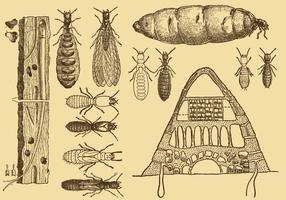 Old Style Drawing Termite Vectors