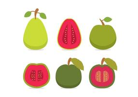 Guava Vector Side Views