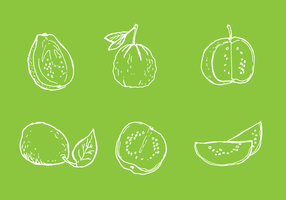 Simple Guava Line Vectors