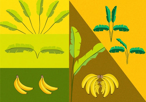 Banana Leaf and Fruit - Download Free Vector Art, Stock Graphics & Images