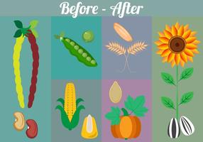 Seeds' and Plants' Vector Collection