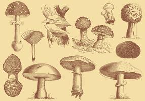 Old Style Mushroom and Truffles Vector Drawings
