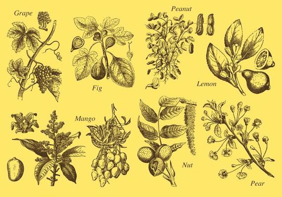 Old Style Drawing Fruit Tree Vectors