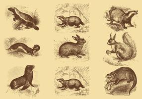 Old Style Drawing Mammal Vectors