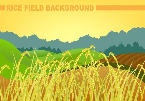 Rice Field Background Vector