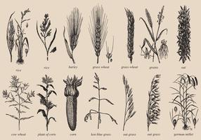 Grains And Stalks vector