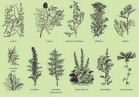 Medicina y plantas ornamentales vector