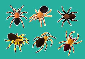 Tarantula Illustration Vector