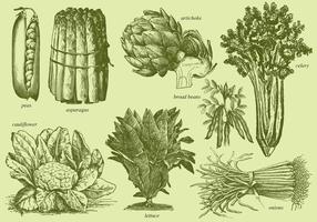 Old Style Drawing Vegetables vector