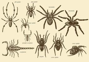 Old Style Drawing Arachnids vector