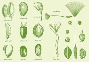 Old Drawing Seeds vector