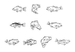 Free Bass Fishes Vector