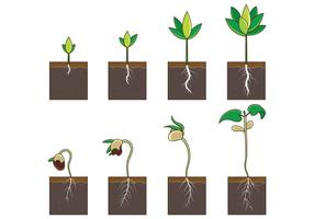 Crecer vector de la planta