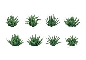 MAGUEY VECTOR