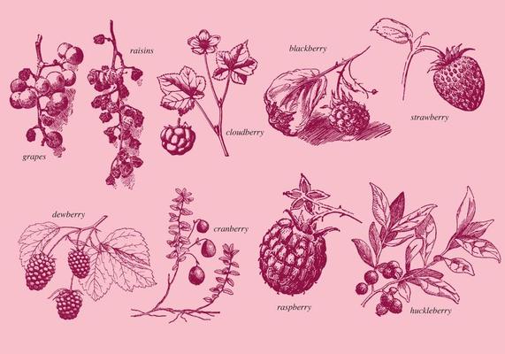 Old Style Drawing Berries