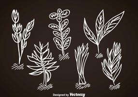 Spices Vector Set