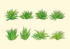 Maguey Plant vector