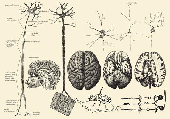 Brain And Neuron Drawings