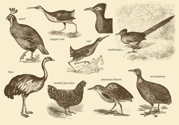 Flightless Birds Drawings