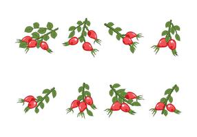 Free Rosehip Vector