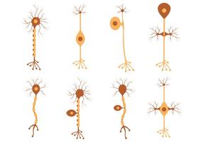 Set Of Neuron Vector