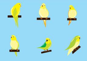 Budgie Vector