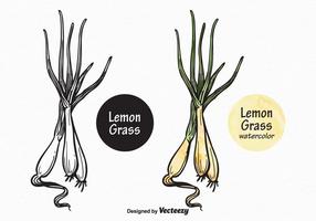 Free Vector Lemon Grass