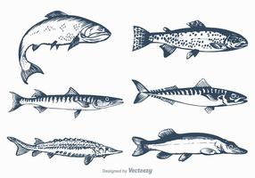 Free Vector Freshwater Fish Set