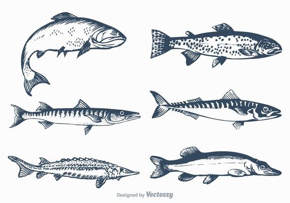Sturgeon Fish Vector Art, Icons, and Graphics for Free Download