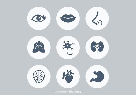 Human Anatonomy Vector Icons