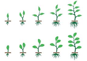 Crecer vector de la planta