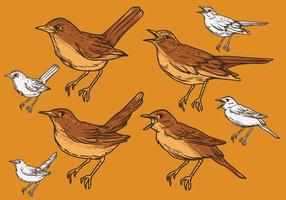 Nightingale Vector Set Illustration
