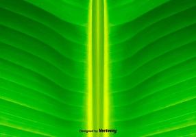 Green Leaf Background - Vector