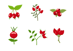 Free Rosehip Vector