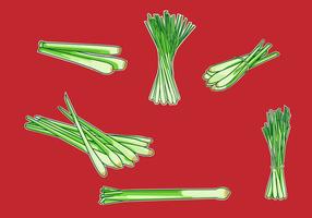 Lemongrass Illustration Vector