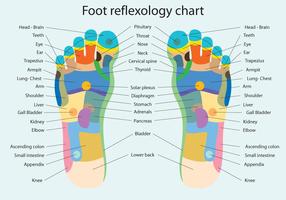 Foot Reflexology Chart vector