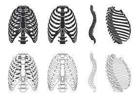 Ribcage Vector