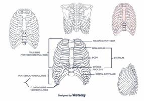 Rib Cage Vector