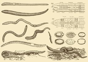 Earthworm Drawings vector