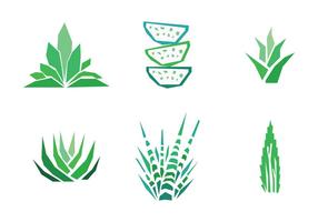 Set of Aloe Vera Drawings vector