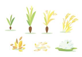 Arroz Campo Ciclo Vector Set