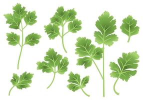 Free Cilantro Icons Vector