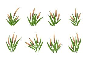 Cattails Vector Set