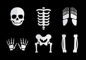 Human Bones Vector