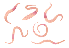 Earthworm Vector Set