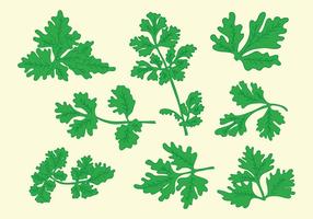 Free Cilantro Vector