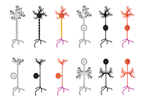 Set Of Neuron Vector