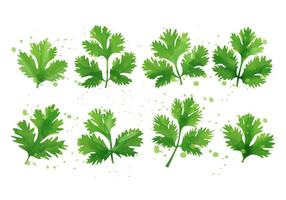 Cilantro - Mint Leaf vector