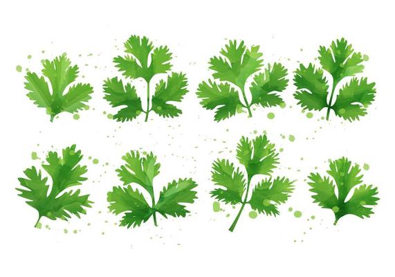 Cilantro - Mint Leaf