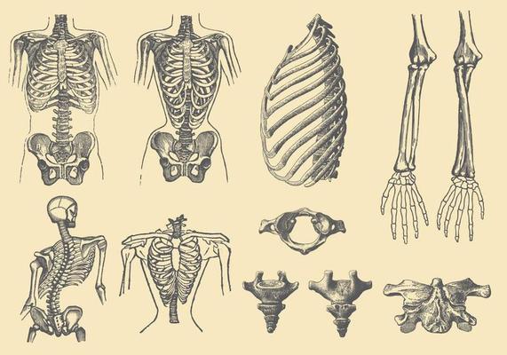 Human Bones And Deformations